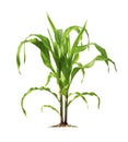 Corn plant isolated on a white background with clipping paths for garden design Royalty Free Stock Photo