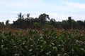 Corn plant maize vegetable plot in organic farm in Thailand. Image for agriculture background.