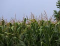 Corn plant maize vegetable plot in organic farm in Thailand. Image for agriculture background.