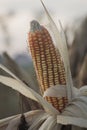 Corn plant is ready to harvest Royalty Free Stock Photo