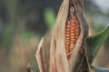 Corn plant is ready to harvest Royalty Free Stock Photo