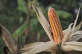 Corn plant is ready to harvest Royalty Free Stock Photo