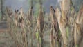 Corn plant is ready to harvest Royalty Free Stock Photo