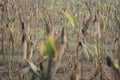 Corn plant is ready to harvest Royalty Free Stock Photo