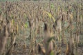 Corn plant is ready to harvest Royalty Free Stock Photo