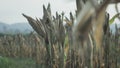 Corn plant is ready to harvest Royalty Free Stock Photo