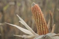 Corn plant is ready to harvest Royalty Free Stock Photo