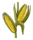Corn plant with ripe cobs vector illustration Royalty Free Stock Photo