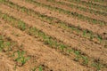 Corn plant seedling cob seeds detail close up nature cultivation Royalty Free Stock Photo