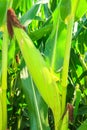 Corn plant seedling cob seeds detail close up nature cultivation Royalty Free Stock Photo