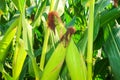 Corn plant seedling cob seeds detail close up nature cultivation Royalty Free Stock Photo