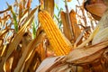 Corn plant seedling cob seeds detail close up nature cultivation Royalty Free Stock Photo