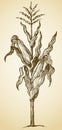 Corn plant stalk. Vector sketch