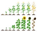 Corn plant and sunflower plant growing stages vector illustration in flat design. Maize and sunflower growth stages from