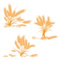 Corn Plant vector brown color Royalty Free Stock Photo