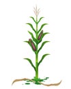 Corn plant vector Royalty Free Stock Photo