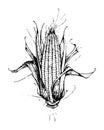 Corn plant vector illustration Royalty Free Stock Photo
