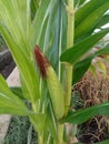 corn plant with young corn fruit Royalty Free Stock Photo