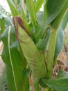corn plant with young corn fruit Royalty Free Stock Photo