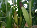 corn plant with young corn fruit Royalty Free Stock Photo