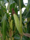 corn plant with young corn fruit Royalty Free Stock Photo