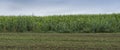 Corn plantation in Asturias, Spain