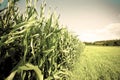 Corn plantation in Bavaria