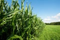 Corn plantation in Bavaria