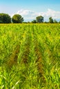 Corn plantation Bulgarian countryside summertime view Plovdiv valley Royalty Free Stock Photo