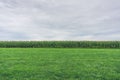 Corn plantation. Cloudy sky over green grass and corn field in the distance Royalty Free Stock Photo