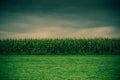 Corn plantation. Cloudy sky over green grass and corn field in the distance Royalty Free Stock Photo