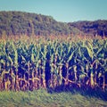 Corn