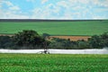 Corn plantation Royalty Free Stock Photo