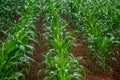Corn plantation crop cultive Royalty Free Stock Photo