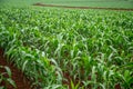 Corn plantation crop cultive Royalty Free Stock Photo