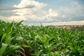 Corn plantation crop cultive Royalty Free Stock Photo