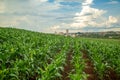 Corn plantation crop cultive Royalty Free Stock Photo