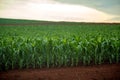 Corn plantation crop cultive Royalty Free Stock Photo