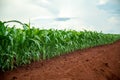 Corn plantation crop cultive Royalty Free Stock Photo