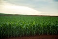 Corn plantation crop cultive Royalty Free Stock Photo