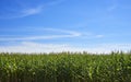 Corn Plantation Royalty Free Stock Photo