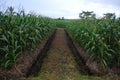 Corn plantation with ditch