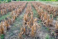 Corn plantation dry withered Royalty Free Stock Photo