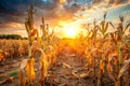 Corn Plantation Dry and Withered at Sunset Royalty Free Stock Photo