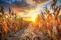 Corn Plantation Dry and Withered at Sunset Royalty Free Stock Photo