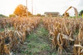 Corn plantation dry and withered Royalty Free Stock Photo