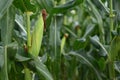 Corn plantation, organic corn field at agriculture farm