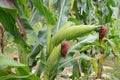 Corn plantation. Corn plant with ears, green leaves and stem.