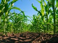 Corn plantation rows