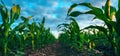Corn plantation in summer sunset, closeup of lush green maize crops Royalty Free Stock Photo